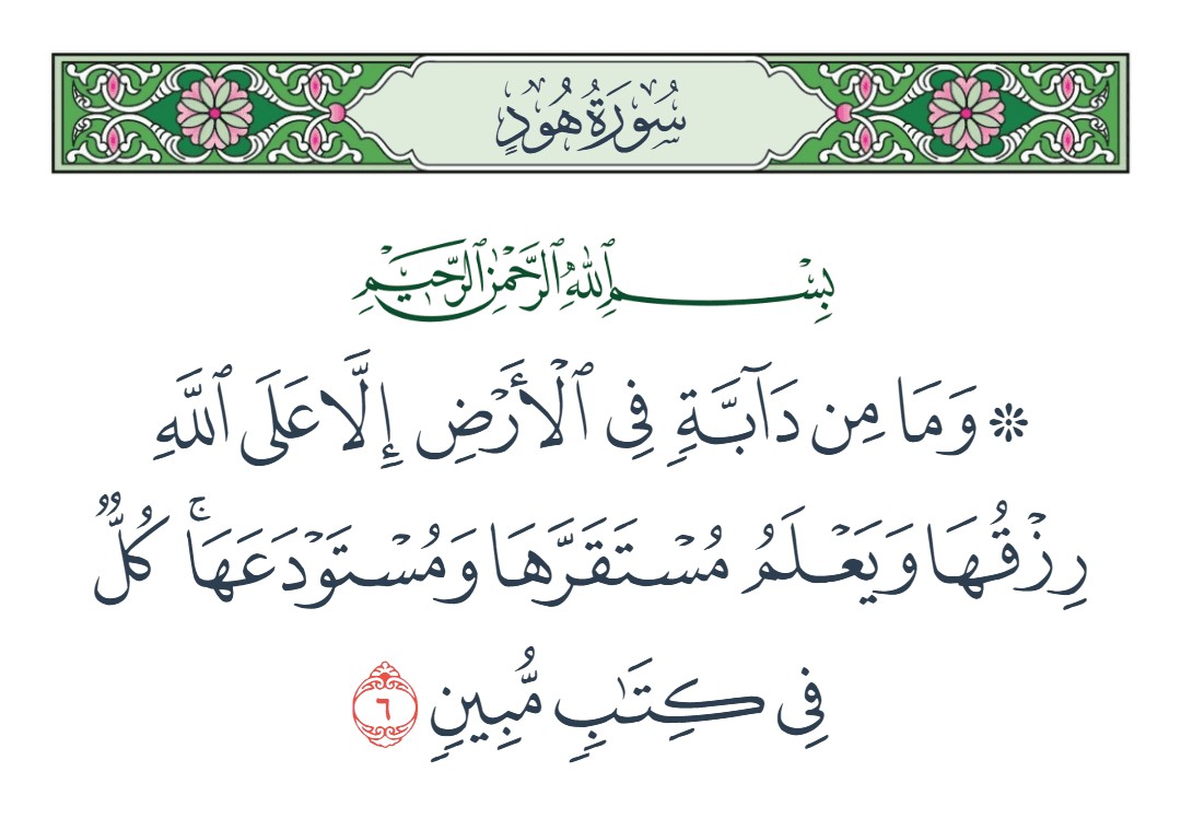 فيديو وما من دآبة في الأرض إلا على الله رزقها