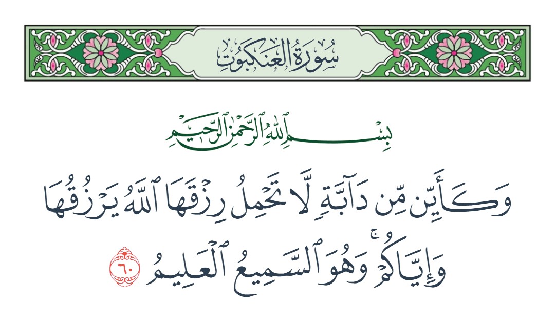 فيديو وكأين من دابة لا تحمل رزقها الله يرزقها وإياكم