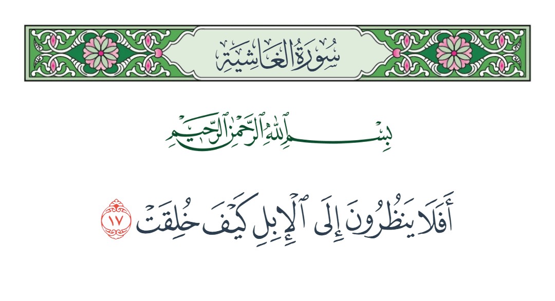 فيديو أفلا ينظرون إلى الإبل كيف خلقت 